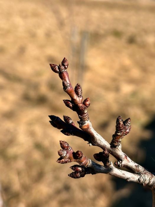 Curățare, plantare pomi fructiferi, copaci, zmeuri, muri, viță de vie