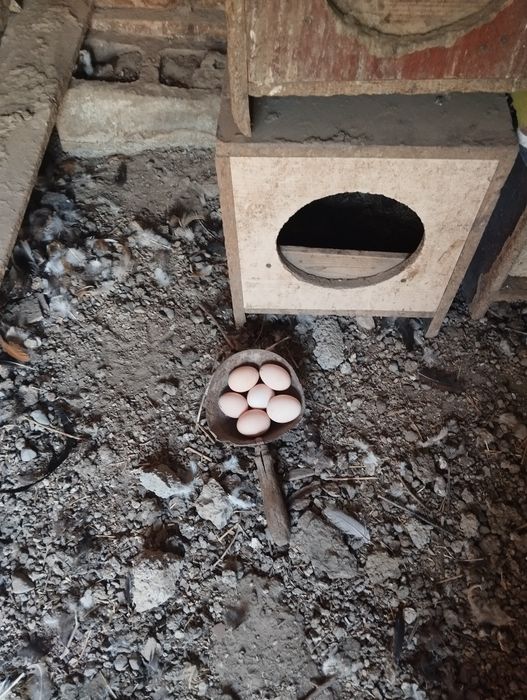 Куры домашние цветные