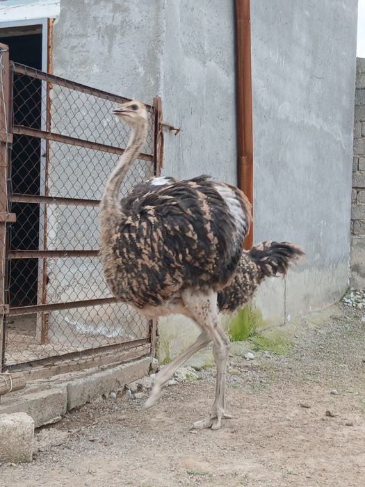 Страусы. Туякуш жужалари