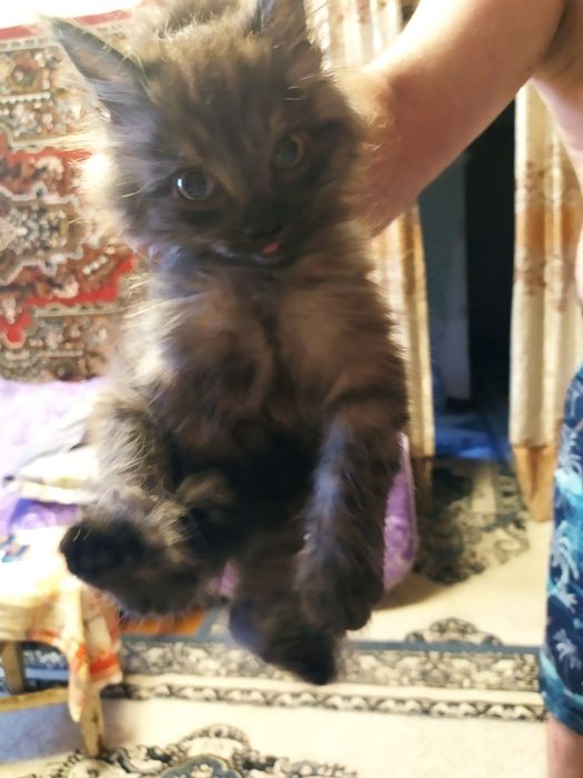 Котята пушистые ищут добрые сердца