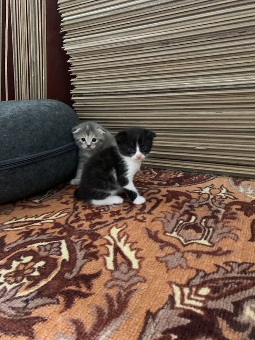 Шотландский веселуха котя