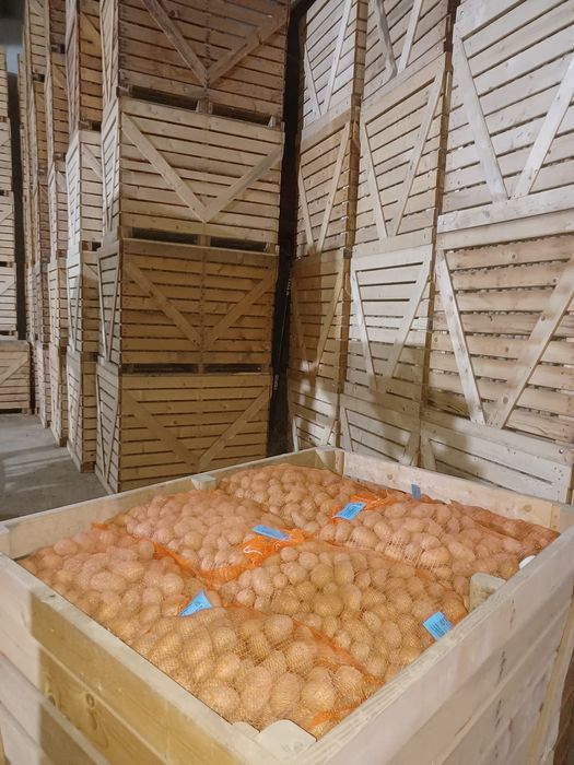 Cartofi riviera, arizona, esmee, alouette samanta certificata din elit