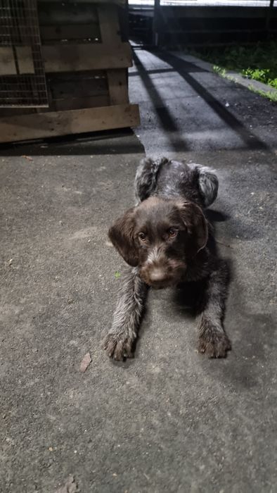 Продам щенка Дратхаар