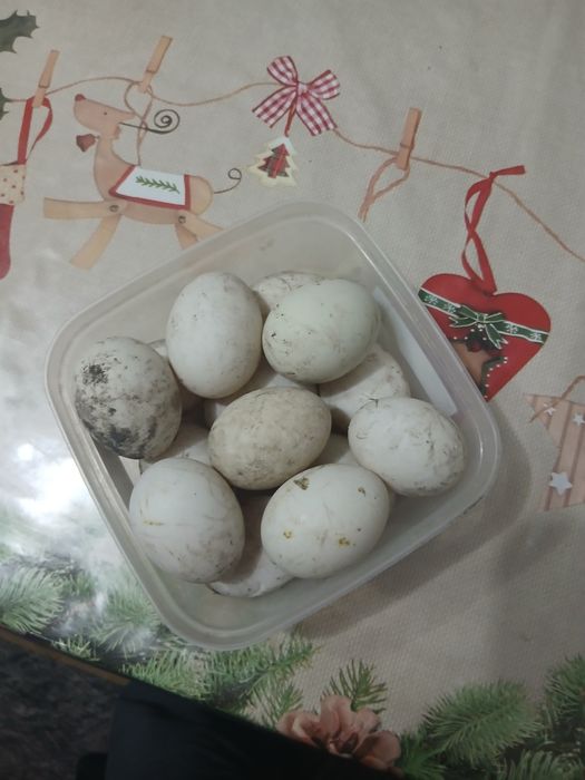 Продам утиные яйца