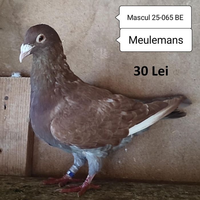 Porumbei voiajori de vanzare