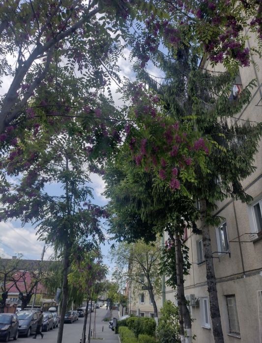 Garsoniera 13mp Gheorgheni str Crizantemelor Iulius Mall FSEGA