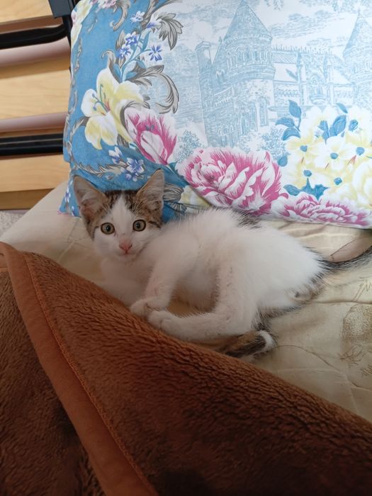 Отдам котенка в добрые руки