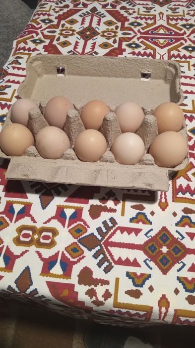 Vând ouă de găină