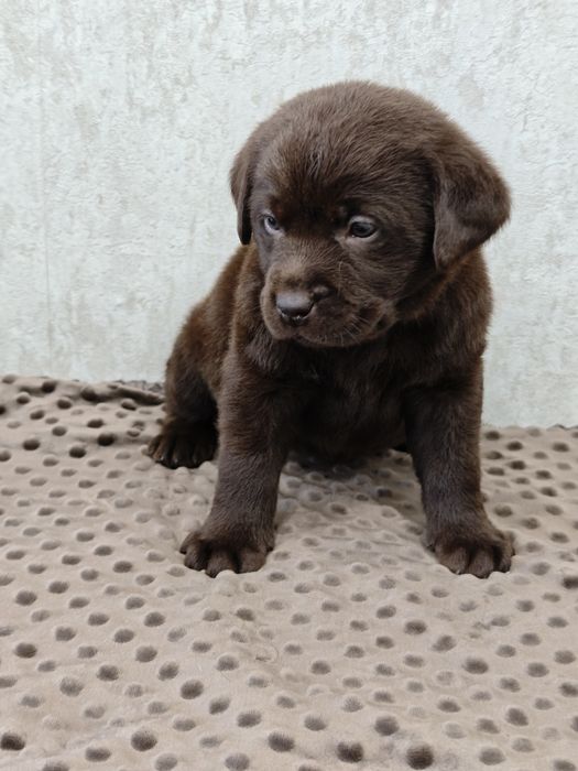 Шоколадные щенки лабрадора. Питомник.