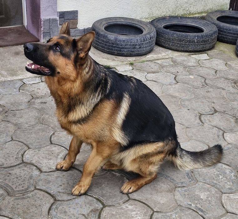 Вязка немецкой овчарки