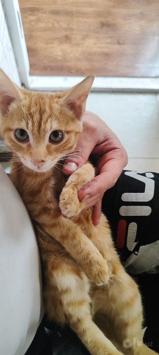 Отдам даром в хорошие руки  котенка 3 месяца