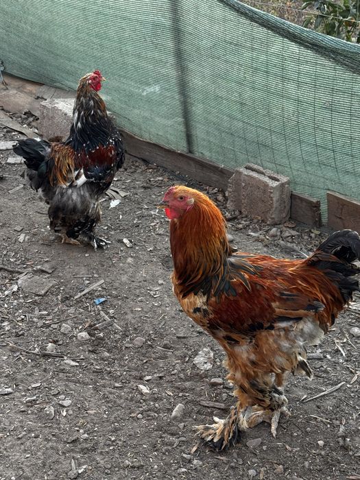 vând 2 cocoși brahma
