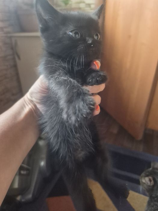 Отдам котят бесплатно