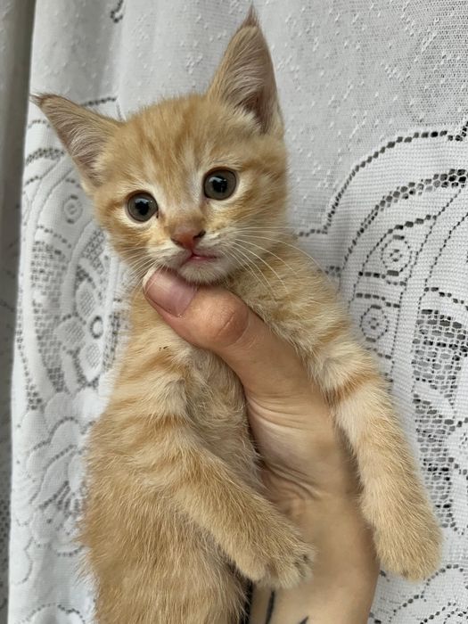 Отдам котят в добрые руки