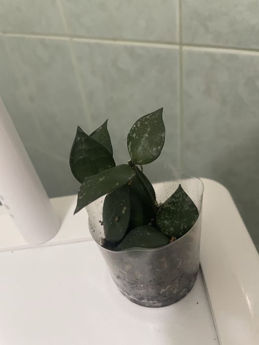 продаются укоренённые черенки хои