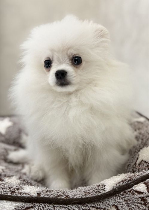 Белоснежный мальчик шпиц