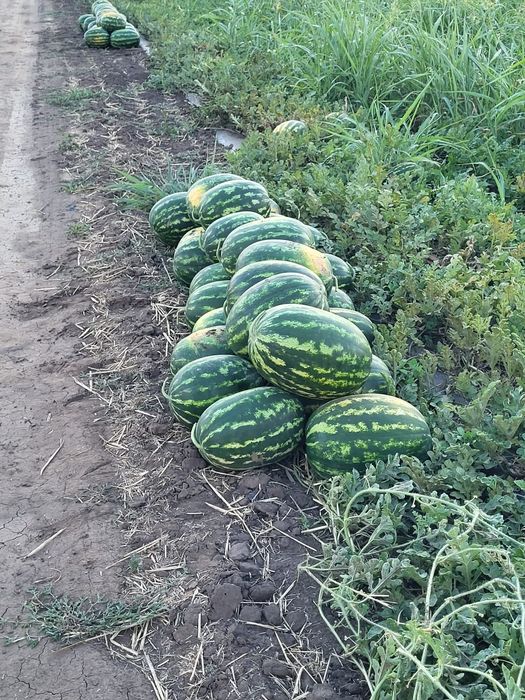 Vând pepeni en-gros