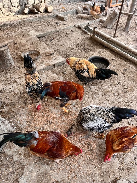 Хуроз Хуроз  Петух Петух