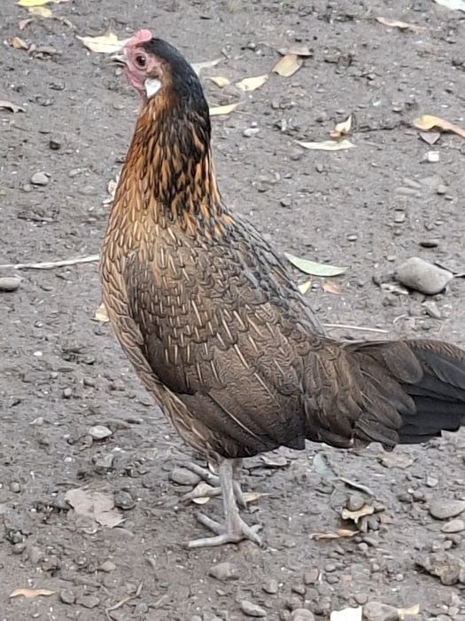 Pereche Phoenix  2025