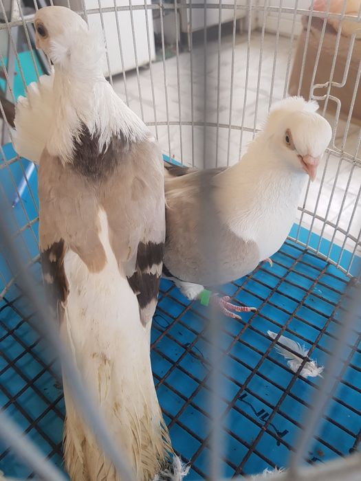 Porumbei jucători de Amara