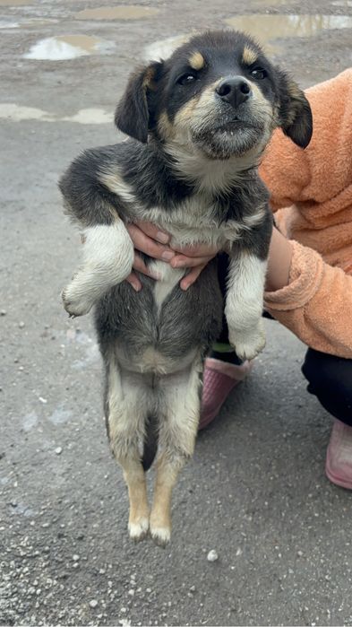 Ищем дом для щенят