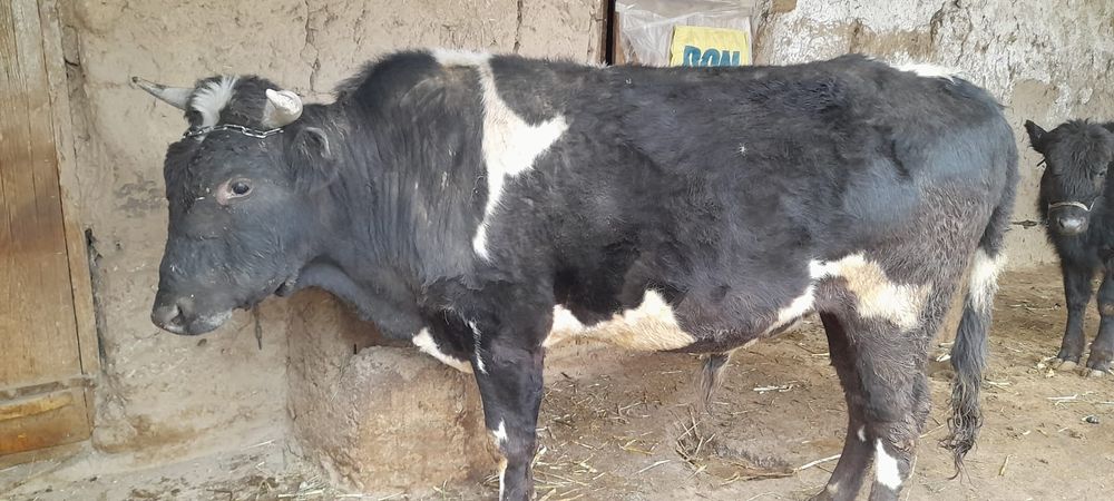 Ho'kiz yoshi 3yoshda