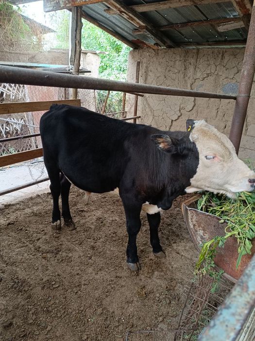 Продам быка срочна