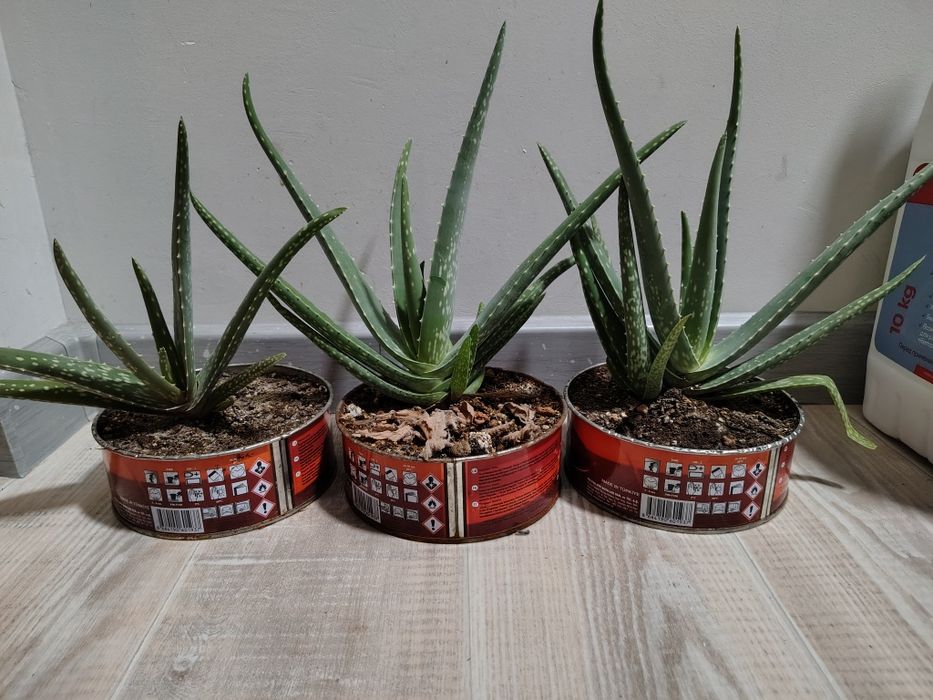 Алое вера молодые