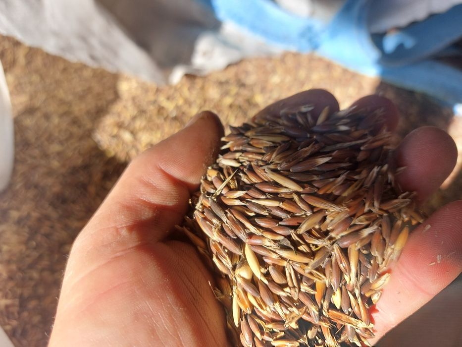 Vând cereale ovăz negru, grau