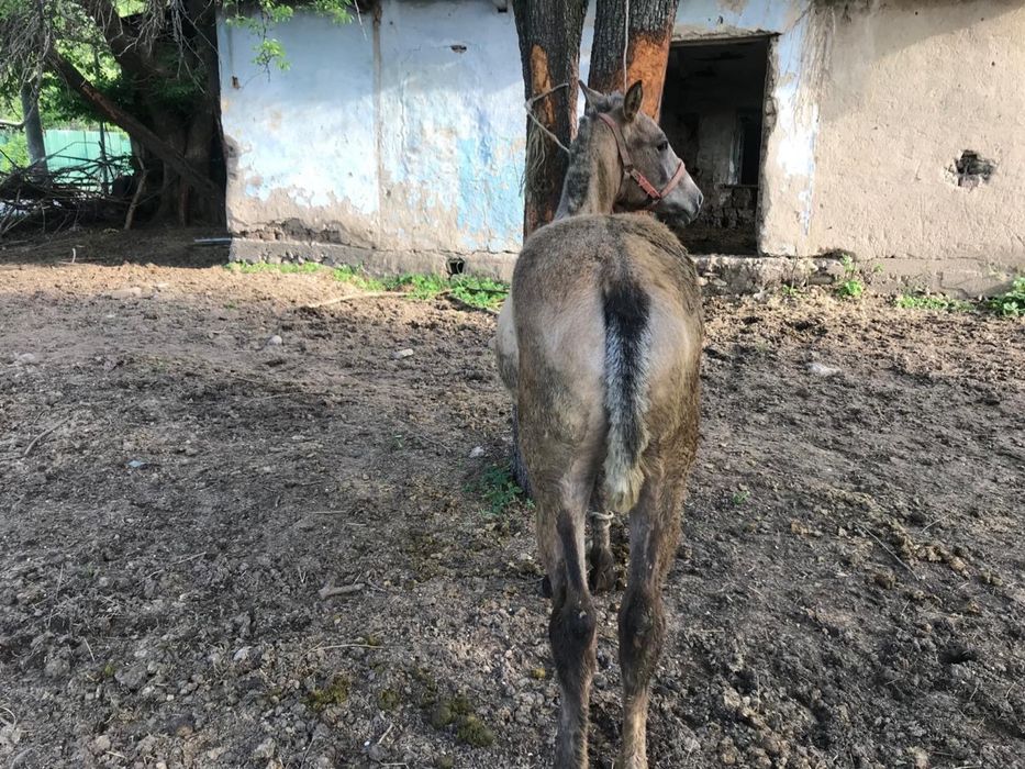 Полторашка жеребец