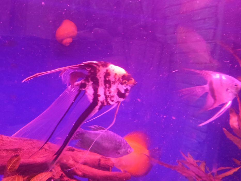 Продам аквариумных рыб