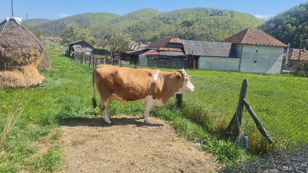 Vaca de vanzare.