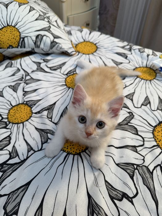 Продается кот 2,5 месяца