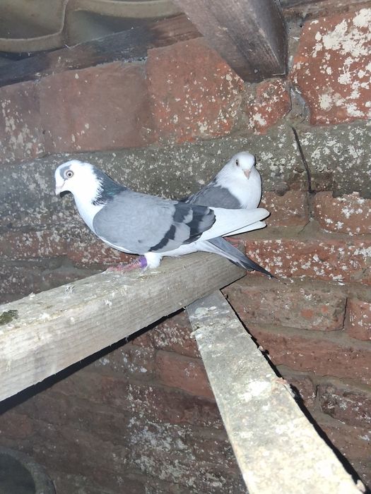 Schimb pereche de porumbei jucători de galați cu  iepure uriaș german