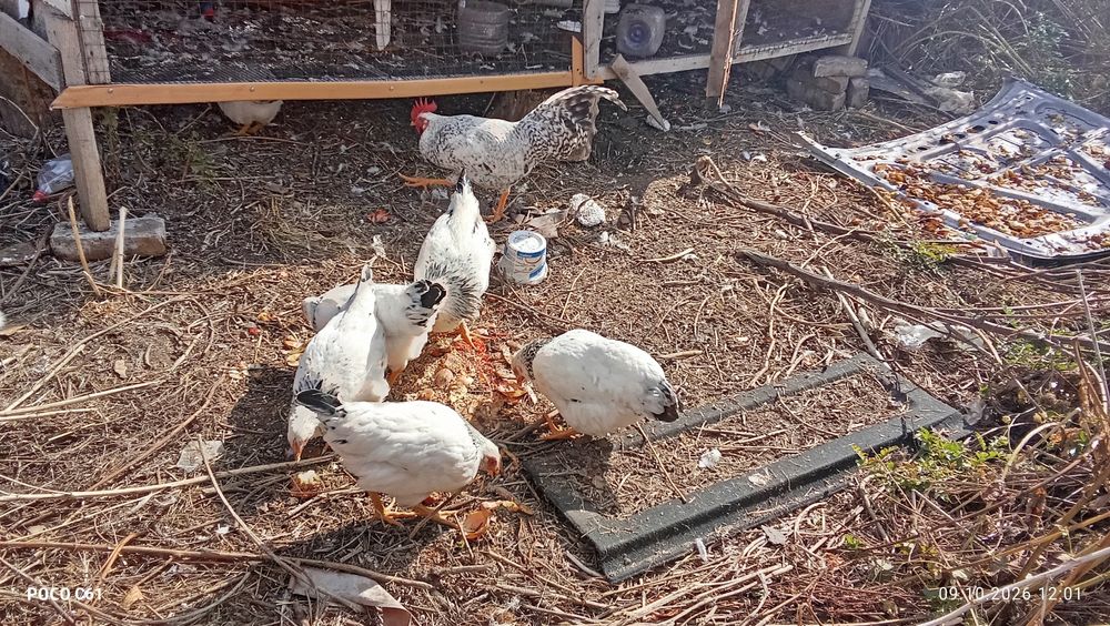 Продам кур и питухов