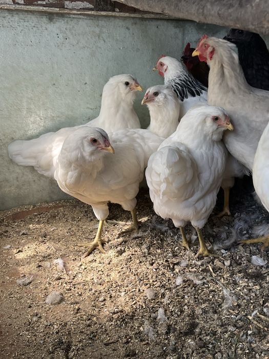 Продам семью амераукана