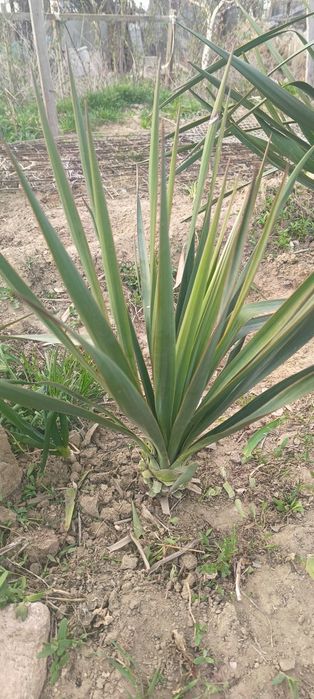 Продам  Юкку, плодовые деревья .