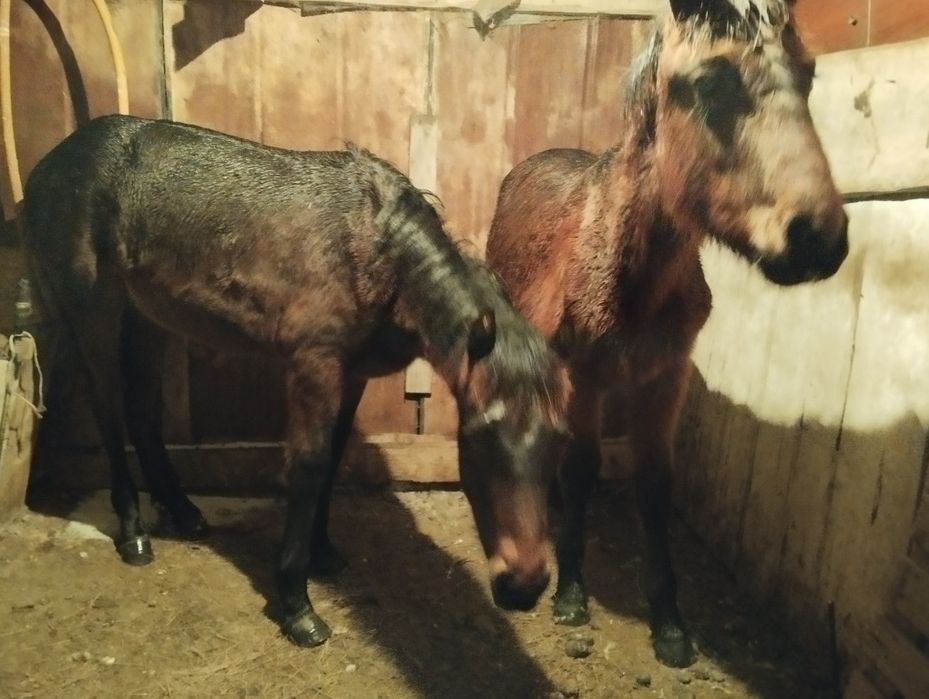 Ассалаумалейкум тай сатылады