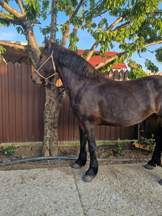 Vând iapă andaluz/ friesian/frizian