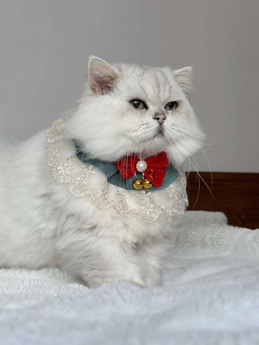 Коледна шапка елха за котка или малко куче – сладък празничен аксесоар