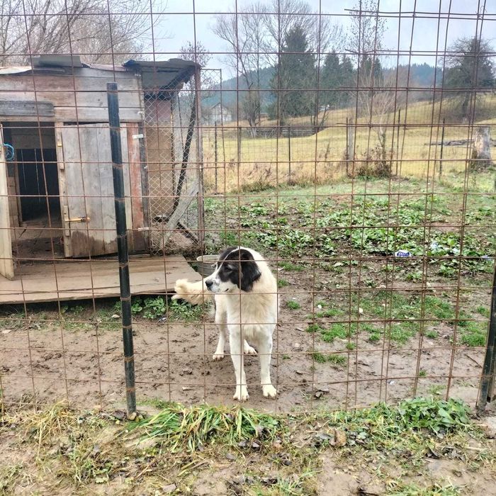 Donez femela Carpatin Ciobanesc de Bucovina