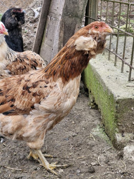 Oua verzi Araucana