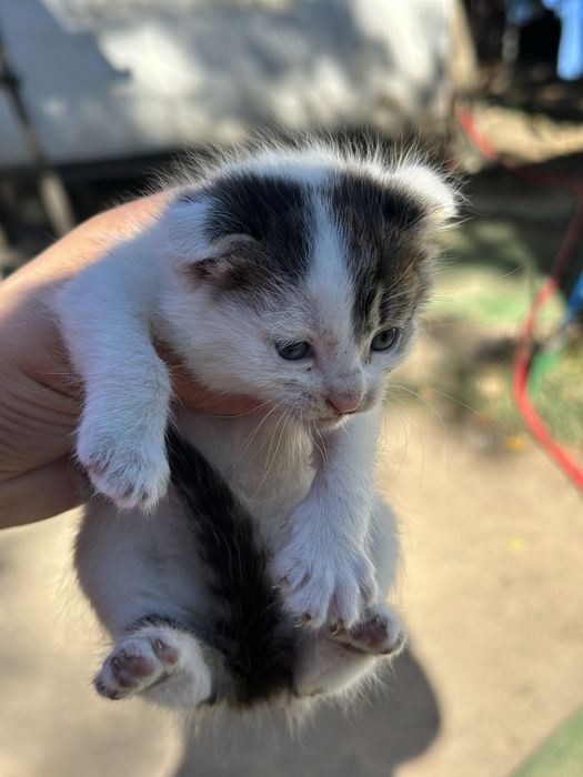 Вислоухие котята