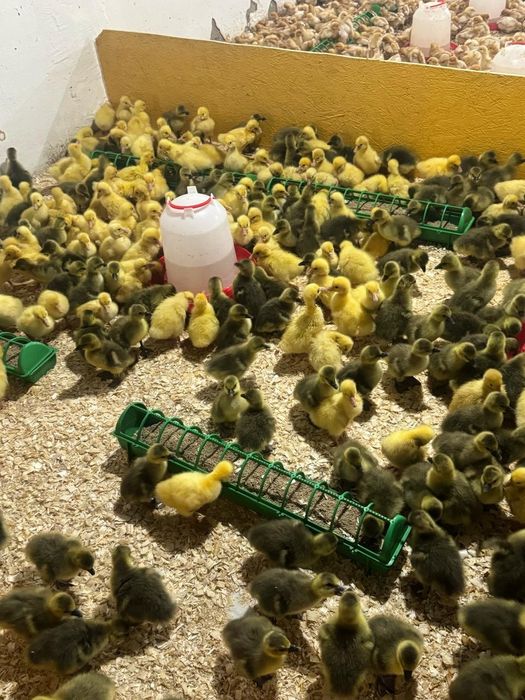 Гуси крупо серые