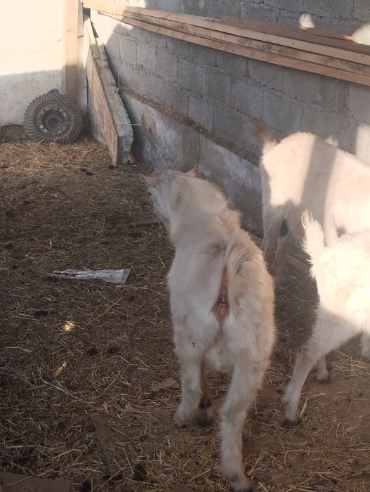 Продается коза 7штук