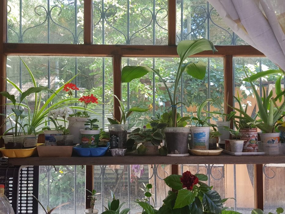 Растения комнатные