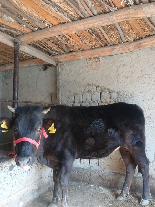 Тана сотилади манзил самарканд жомбойда