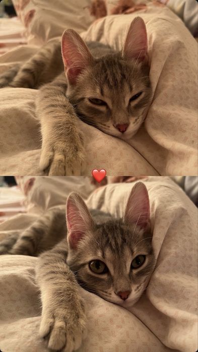 Отдам кошку в добрые руки