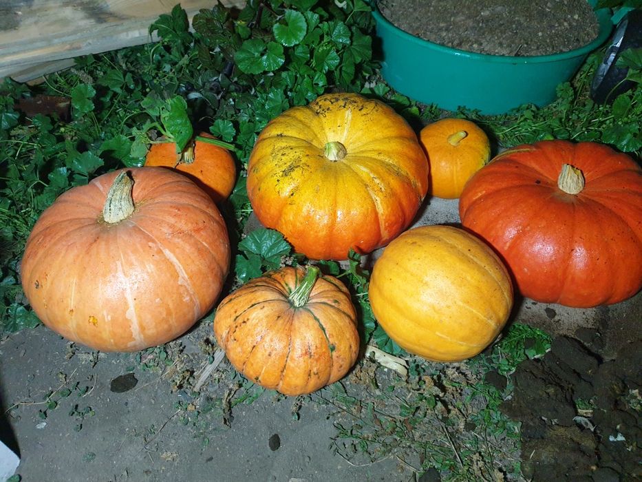 Продам домашнюю  тыкву