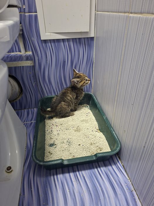 Ласковый котик Лева .1,2 месяца